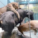 The Hall of Mammals